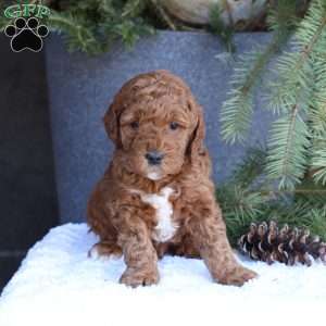 Archer, Mini Goldendoodle Puppy